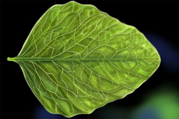 A graphic showing that dicot plants have a network of veins splitting into two at every junction